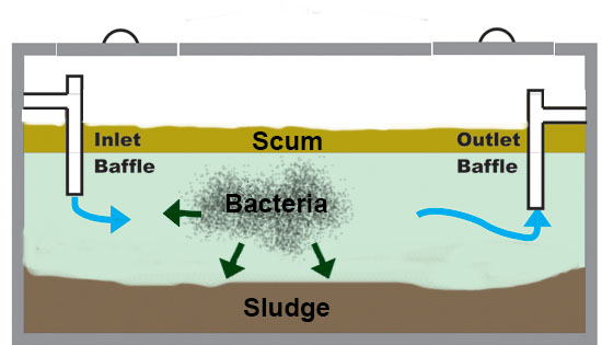 Septic Tank Bacteria: What You Need to Know